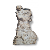 Большой каповый карагач 2 Большой каповый карагач 2