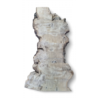 Большой каповый карагач 7