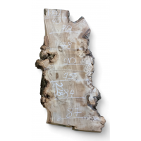 Каповый карагач 10