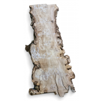 Каповый карагач 12