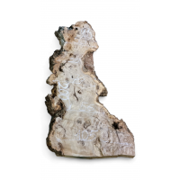 Каповый карагач 14