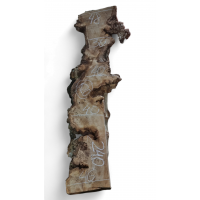 Каповый карагач 20 Каповый карагач 20