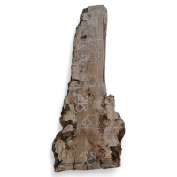 Каповый карагач 22 Каповый карагач 22