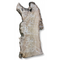 Каповый карагач 4