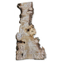 Каповый карагач 8